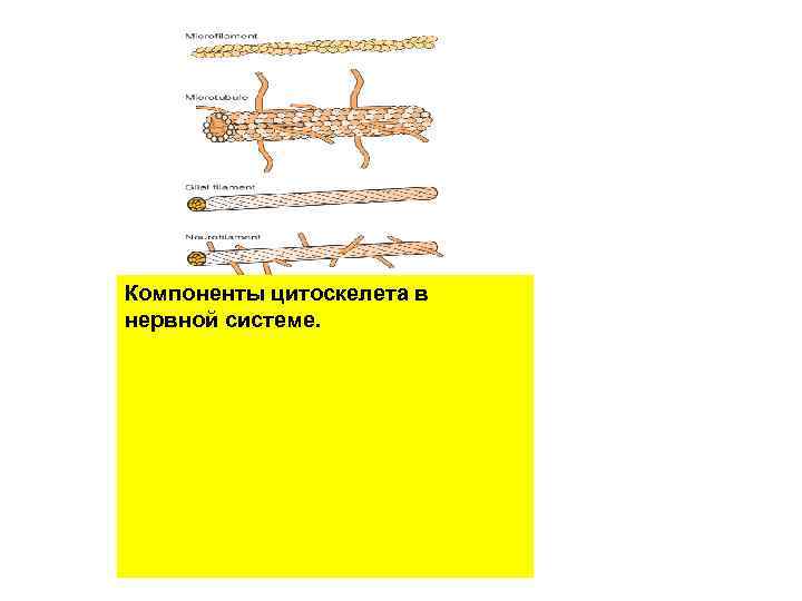 Компоненты цитоскелета в нервной системе. 