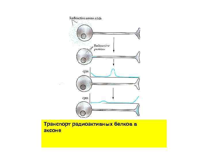 Транспорт радиоактивных белков в аксоне 