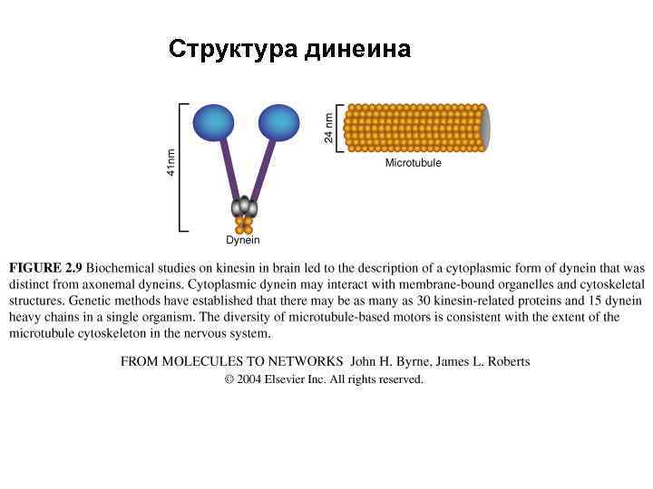 Структура динеина 
