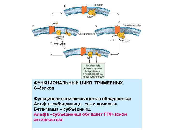 ФУНКЦИОНАЛЬНЫЙ ЦИКЛ ТРИМЕРНЫХ G-белков Функциональной активностью обладают как Альфа –субъединицы, так и комплекс Бета-гамма