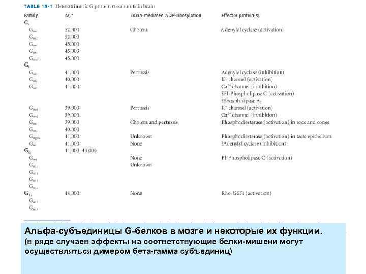 Альфа-субъединицы G-белков в мозге и некоторые их функции. (в ряде случаев эффекты на соответствующие