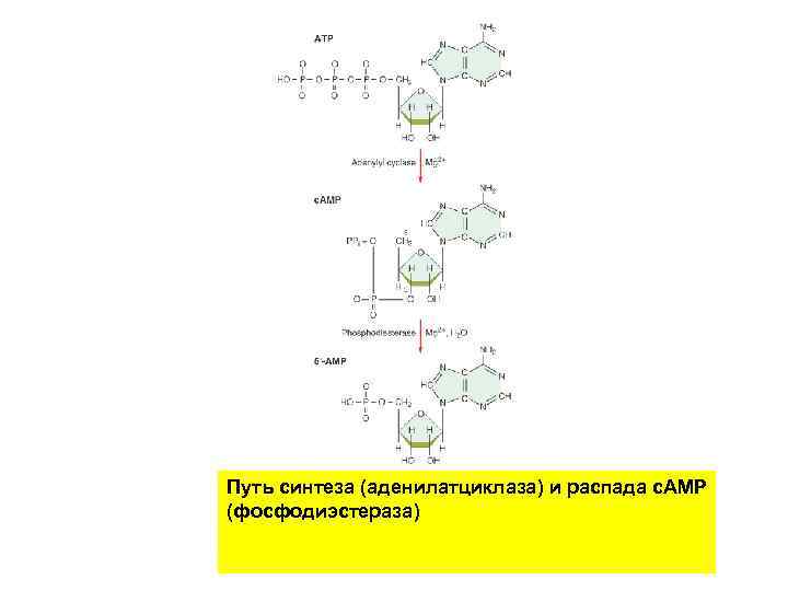 Путь синтеза (аденилатциклаза) и распада с. АМР (фосфодиэстераза) 