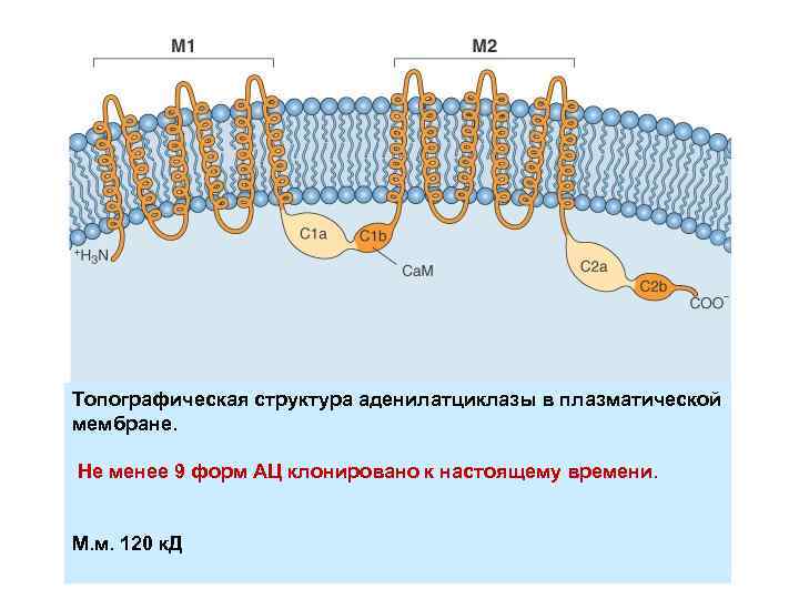 Топографическая структура аденилатциклазы в плазматической мембране. Не менее 9 форм АЦ клонировано к настоящему