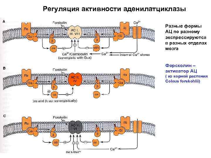 Аденилатциклазная система схема