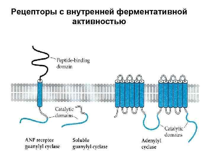 Рецепторы с внутренней ферментативной активностью 