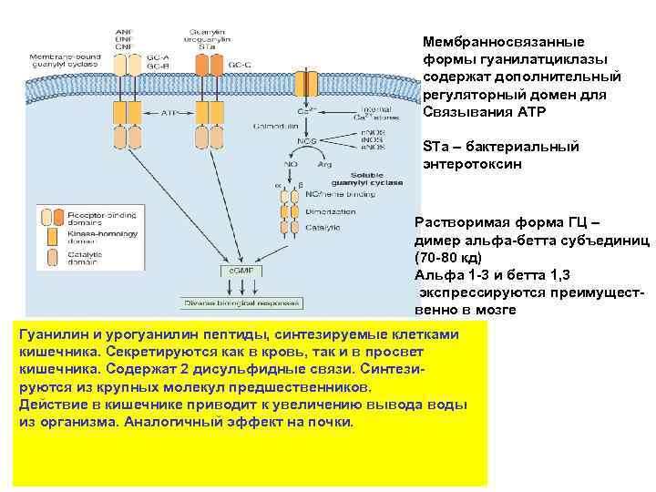 Мембранносвязанные формы гуанилатциклазы содержат дополнительный регуляторный домен для Связывания АТР STa – бактериальный энтеротоксин