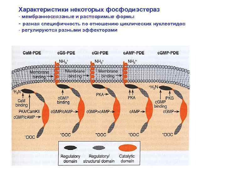 Характеристики некоторых фосфодиэстераз - мембранносвязаные и растворимые формы - разная специфичность по отношению циклических