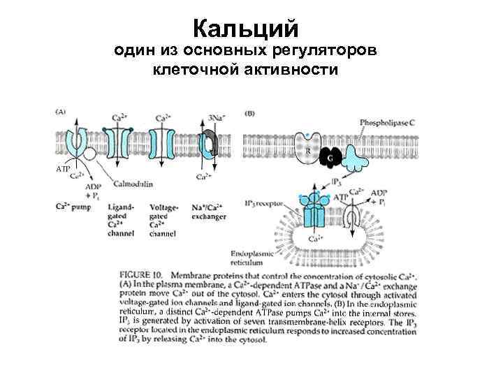 Кальций один из основных регуляторов клеточной активности 