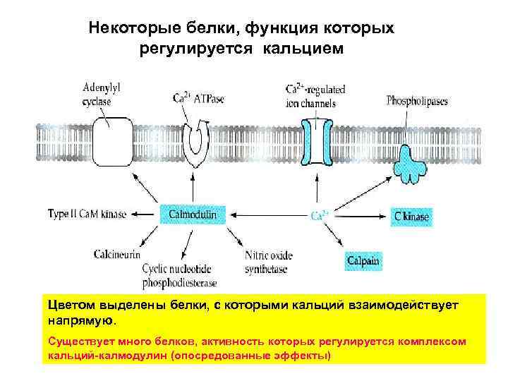 Некоторые белки, функция которых регулируется кальцием Цветом выделены белки, с которыми кальций взаимодействует напрямую.
