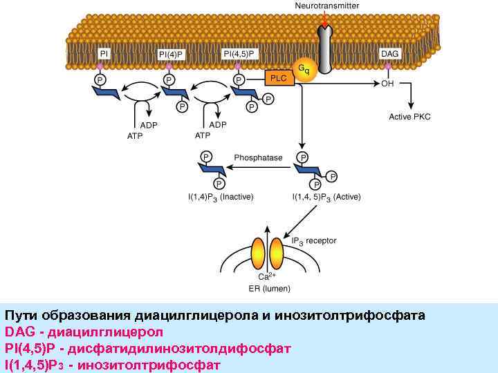 Пути образования диацилглицерола и инозитолтрифосфата DAG - диацилглицерол PI(4, 5)P - дисфатидилинозитолдифосфат I(1, 4,
