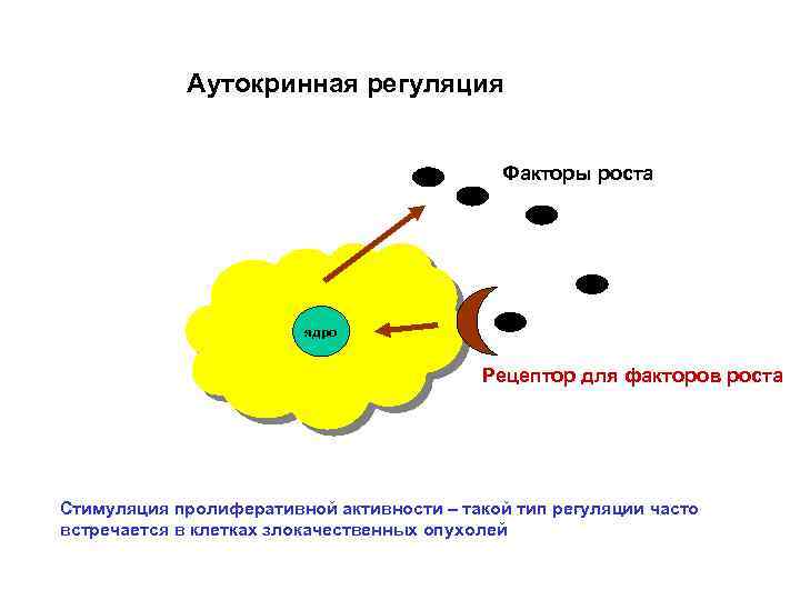 Аутокринная регуляция Факторы роста ядро Рецептор для факторов роста Стимуляция пролиферативной активности – такой