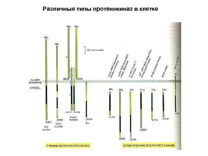 Различные типы протеинкиназ в клетке 