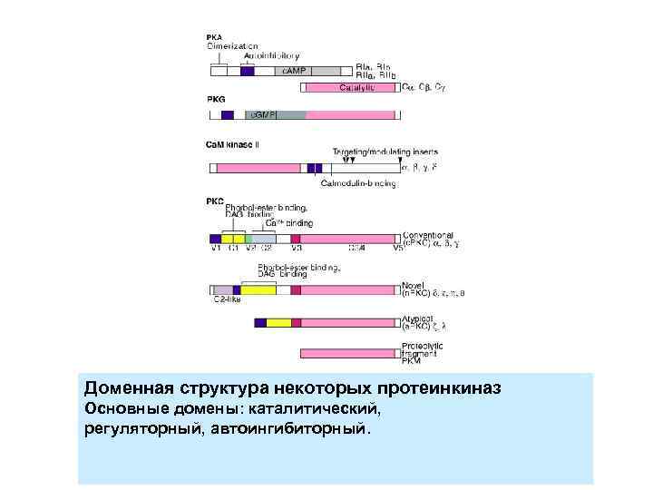 Доменная структура некоторых протеинкиназ Основные домены: каталитический, регуляторный, автоингибиторный. 
