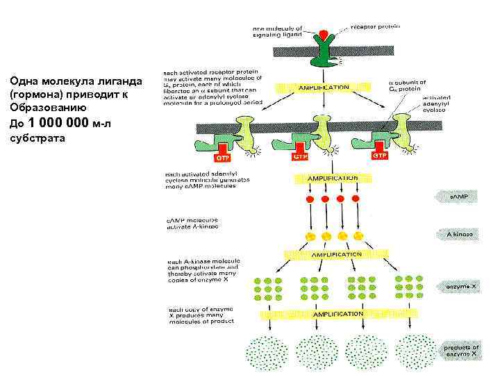 Усиление Сигнала !!! Одна молекула лиганда (гормона) приводит к Образованию До 1 000 м-л