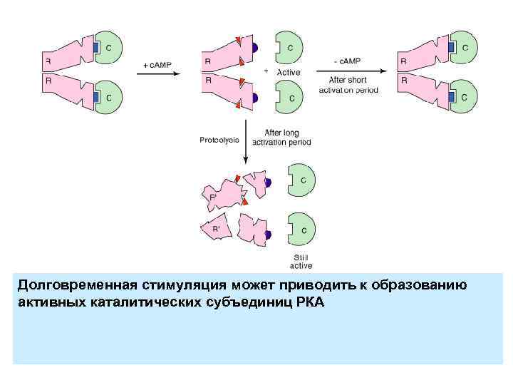 Долговременная стимуляция может приводить к образованию активных каталитических субъединиц РКА 