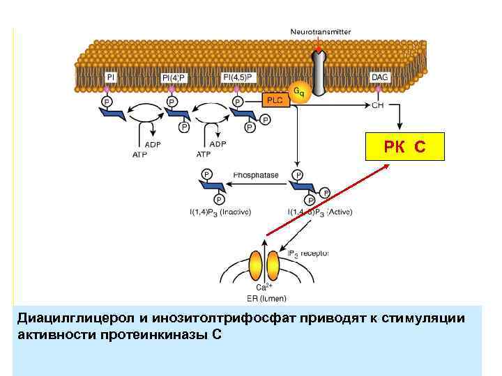 Путь активации протеинкиназы С РК С Диацилглицерол и инозитолтрифосфат приводят к стимуляции активности протеинкиназы