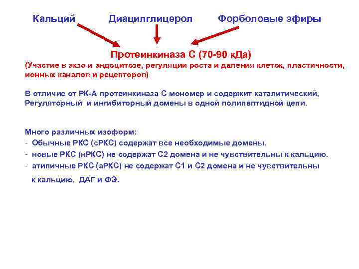 Кальций Диацилглицерол Форболовые эфиры Протеинкиназа С (70 -90 к. Да) (Участие в экзо и