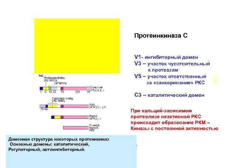 Протеинкиназа С V 1 - ингибиторный домен V 3 – участок чувствительный к протеазам