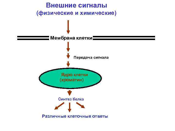 Внешние сигналы (физические и химические) Внеклеточное пространство Мембрана клетки Цитоплазма Передача сигнала Ядро клетки
