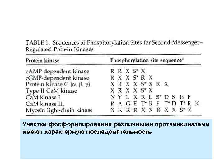Участки фосфорилирования различными протеинкиназами имеют характерную последовательность 