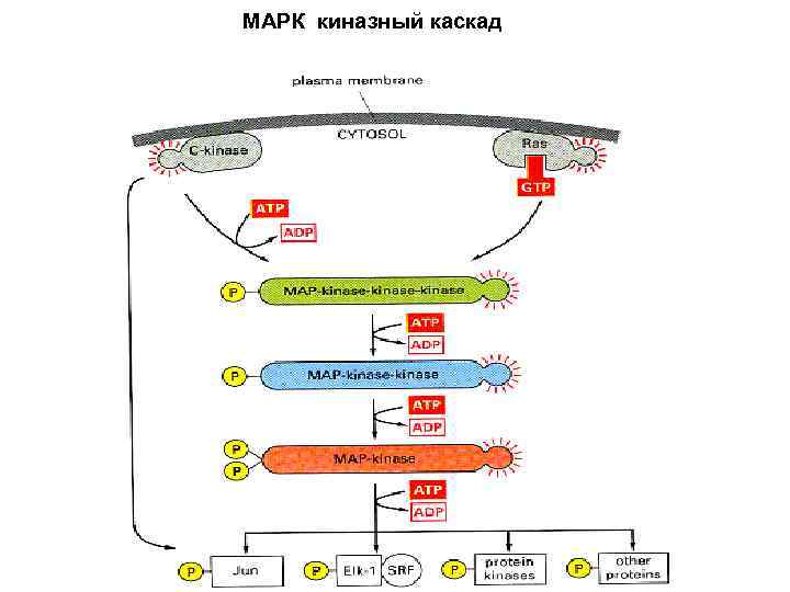МАРК киназный каскад 