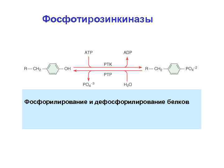 Фосфотирозинкиназы Фосфорилирование и дефосфорилирование белков 