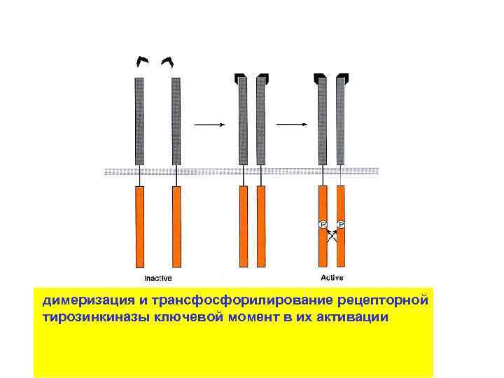 димеризация и трансфосфорилирование рецепторной тирозинкиназы ключевой момент в их активации 