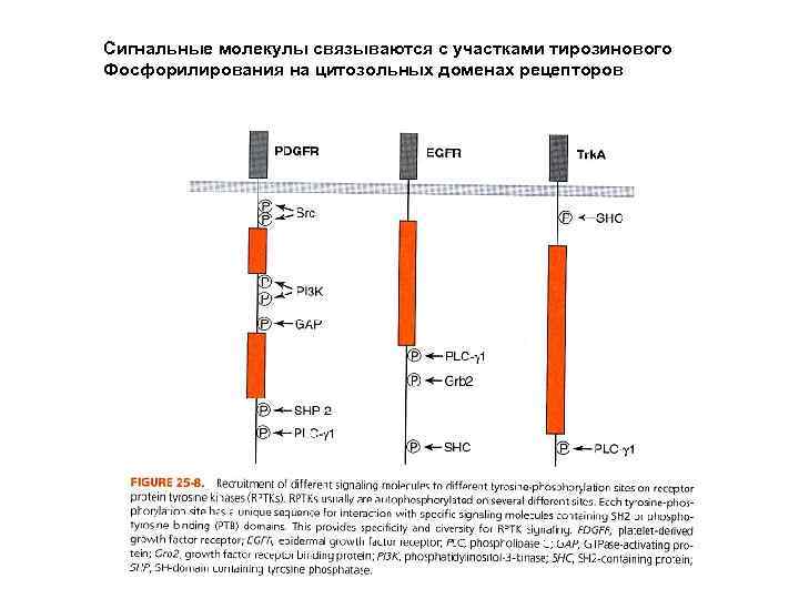Сигнальные молекулы связываются с участками тирозинового Фосфорилирования на цитозольных доменах рецепторов 