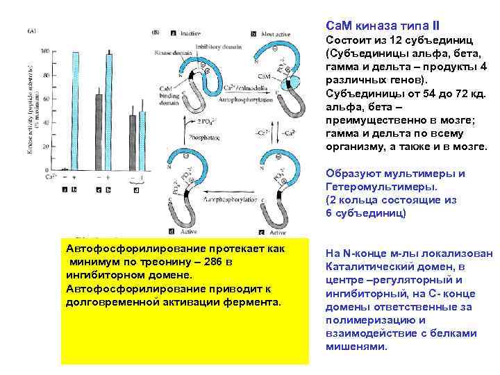 Са. М киназа типа II Состоит из 12 субъединиц (Субъединицы альфа, бета, гамма и