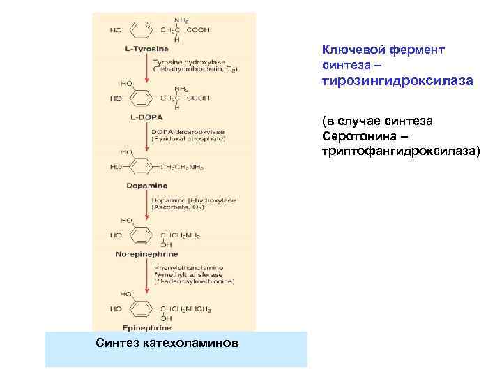 Ключевой фермент синтеза – тирозингидроксилаза (в случае синтеза Серотонина – триптофангидроксилаза) Синтез катехоламинов 