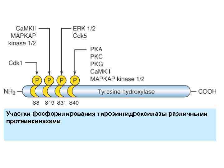 Участки фосфорилирования тирозингидроксилазы различными протеинкиназами 