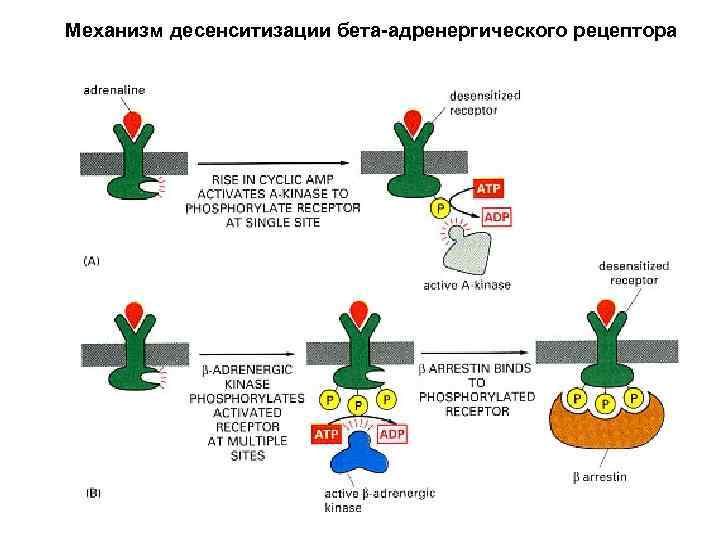 Механизм десенситизации бета-адренергического рецептора 