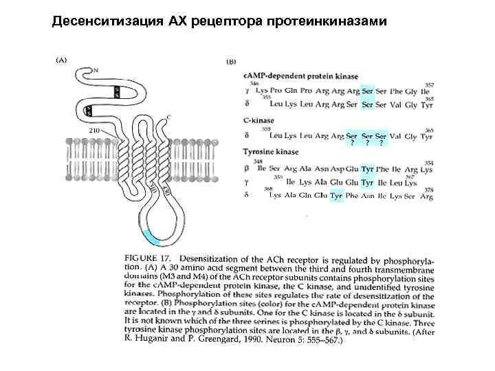 Десенситизация АХ рецептора протеинкиназами 