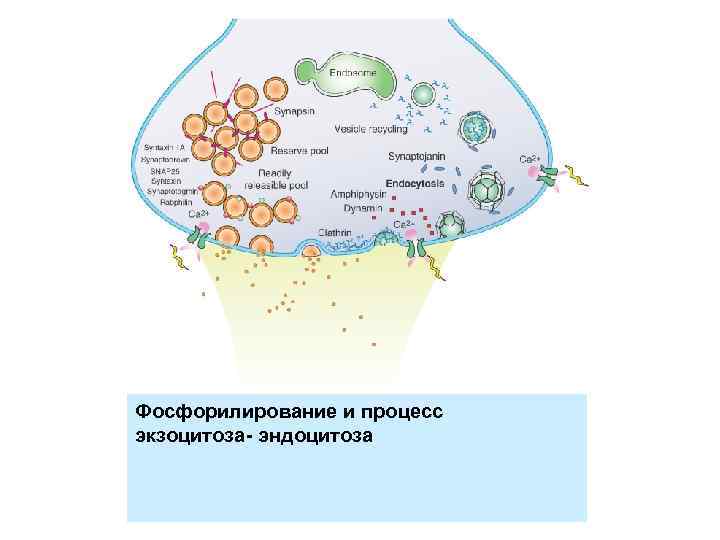 Фосфорилирование и процесс экзоцитоза- эндоцитоза 