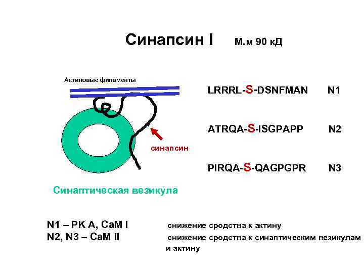 Синапсин I Актиновые филаменты М. м 90 к. Д LRRRL-S-DSNFMAN N 1 ATRQA-S-ISGPAPP N