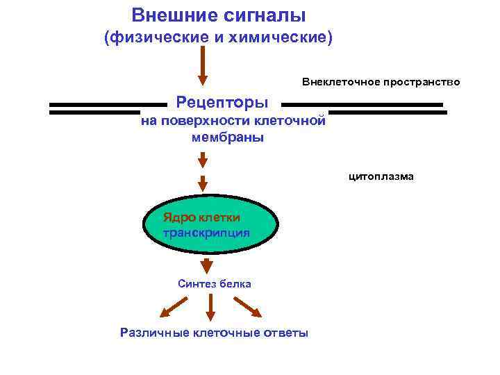 Внешние сигналы (физические и химические) Внеклеточное пространство Рецепторы на поверхности клеточной мембраны Цитоплазма цитоплазма
