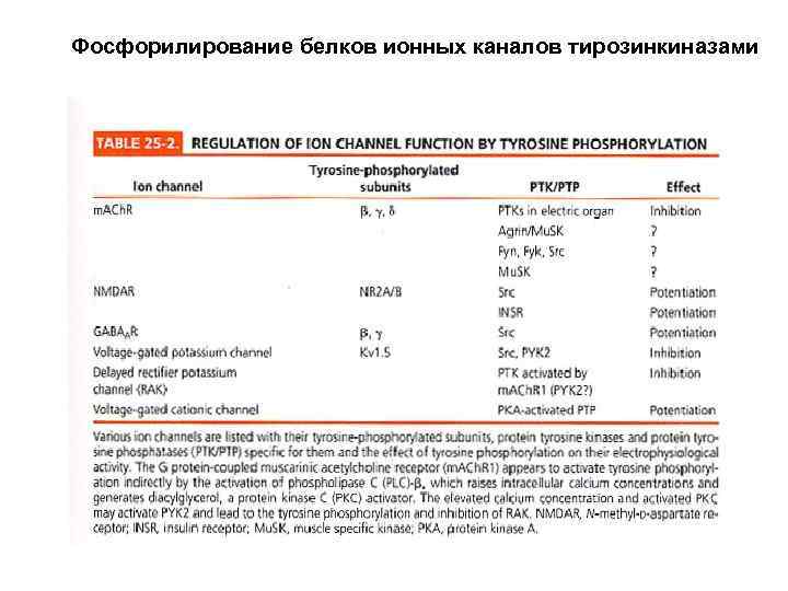 Фосфорилирование белков ионных каналов тирозинкиназами 