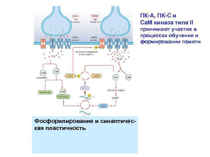 ПК-А, ПК-С и Са. М киназа типа II принимают участие в процессах обучения и