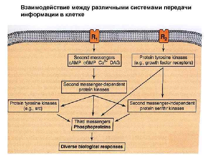 Взаимодействие между различными системами передачи информации в клетке 