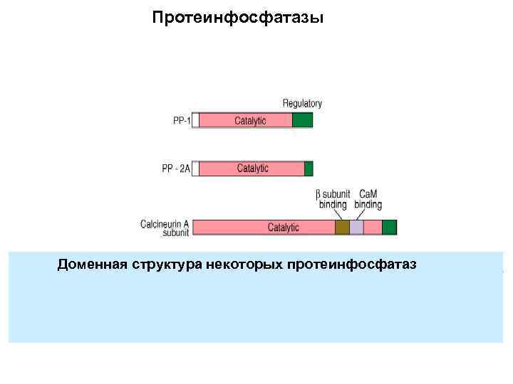 Протеинфосфатазы Доменная структура некоторых протеинфосфатаз 