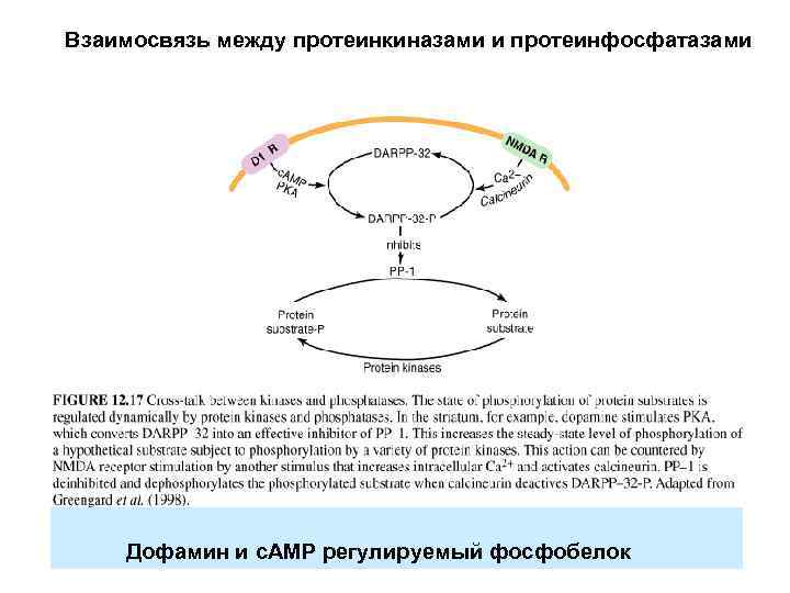 Взаимосвязь между протеинкиназами и протеинфосфатазами Дофамин и с. АМР регулируемый фосфобелок 