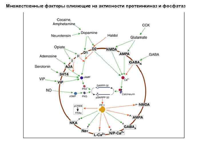 Множественные факторы влияющие на активности протеинкиназ и фосфатаз 