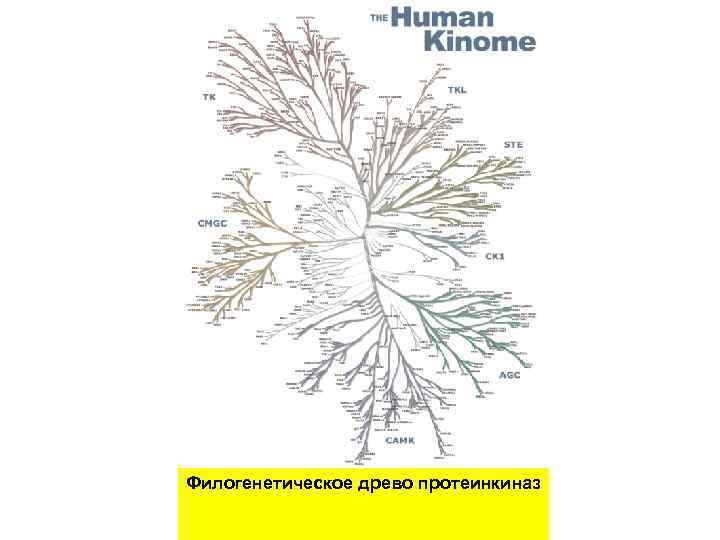 Филогенетическое древо протеинкиназ 