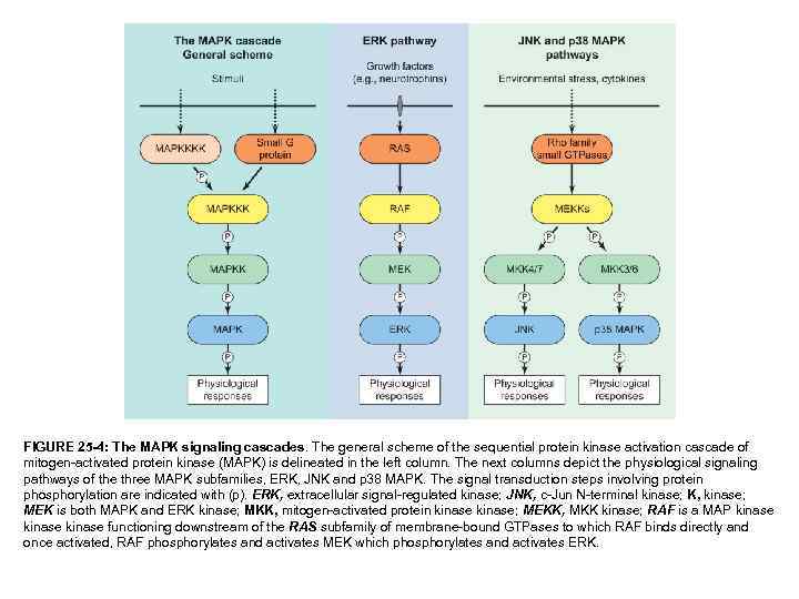 FIGURE 25 -4: The MAPK signaling cascades. The general scheme of the sequential protein