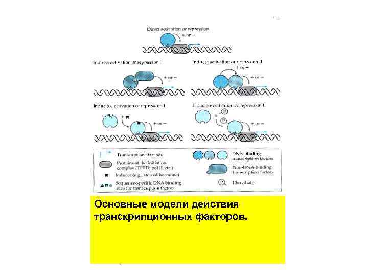 Основные модели действия транскрипционных факторов. 