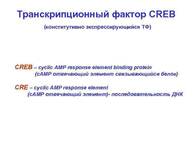 Транскрипционный фактор CREB (конститутивно экспрессирующийся ТФ) CREB – cyclic AMP response element binding protein