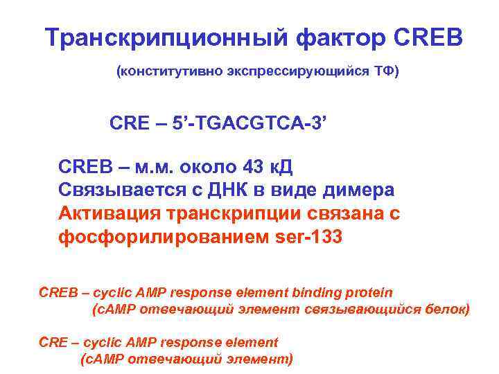Транскрипционный фактор CREB (конститутивно экспрессирующийся ТФ) CRE – 5’-TGACGTCA-3’ CREB – м. м. около