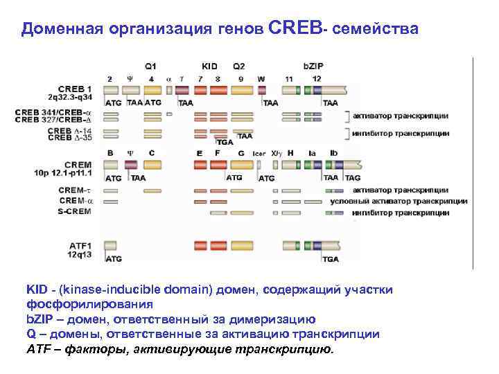 Доменная организация генов CREB- семейства KID - (kinase-inducible domain) домен, содержащий участки фосфорилирования b.