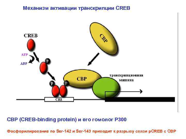 Механизм транскрипции. Транскрипционный фактор CREB биохимия. Фактор транскрипции CREB. CREB механизм.