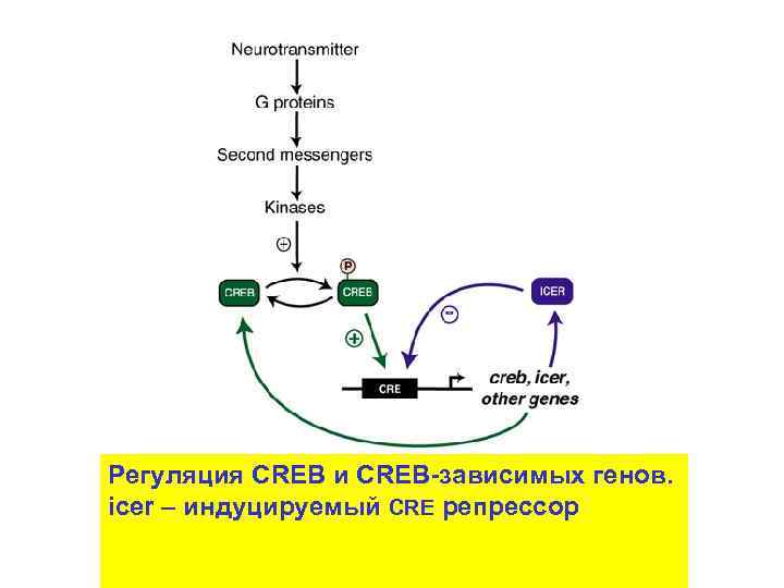 Регуляция CREB и CREB-зависимых генов. icer – индуцируемый CRE репрессор 